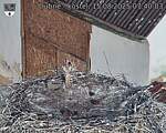 Capi_Dubne_20250815_074003.jpg