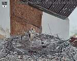 Capi_Dubne_20250815_080503.jpg