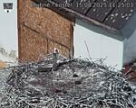 Capi_Dubne_20250815_112503.jpg