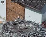 Capi_Dubne_20250815_113004.jpg