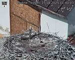 Capi_Dubne_20250815_114003.jpg
