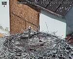 Capi_Dubne_20250815_115003.jpg