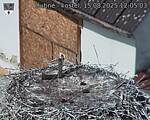 Capi_Dubne_20250815_120503.jpg