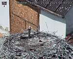 Capi_Dubne_20250815_124003.jpg