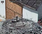 Capi_Dubne_20250815_125504.jpg