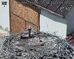 Capi_Dubne_20250815_131003.jpg