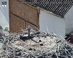 Capi_Dubne_20250815_161003.jpg