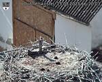 Capi_Dubne_20250815_162004.jpg