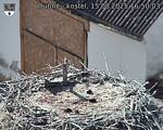 Capi_Dubne_20250815_165003.jpg