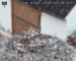 Capi_Dubne_20250817_060503.jpg