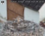 Capi_Dubne_20250817_062002.jpg
