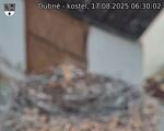 Capi_Dubne_20250817_063002.jpg