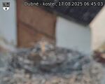 Capi_Dubne_20250817_064503.jpg