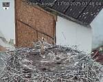Capi_Dubne_20250817_074004.jpg