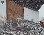 Capi_Dubne_20250817_080003.jpg