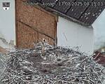 Capi_Dubne_20250817_081503.jpg