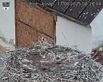Capi_Dubne_20250817_082004.jpg
