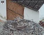 Capi_Dubne_20250817_082504.jpg