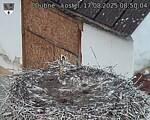 Capi_Dubne_20250817_085004.jpg