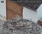 Capi_Dubne_20250817_090004.jpg