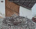 Capi_Dubne_20250817_091004.jpg
