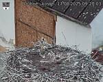 Capi_Dubne_20250817_092003.jpg