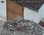 Capi_Dubne_20250817_093003.jpg