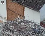 Capi_Dubne_20250817_095503.jpg
