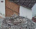 Capi_Dubne_20250817_102004.jpg