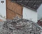 Capi_Dubne_20250817_102503.jpg