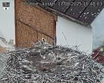 Capi_Dubne_20250817_104003.jpg