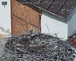 Capi_Dubne_20250817_111003.jpg