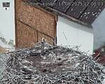 Capi_Dubne_20250817_120003.jpg
