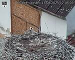 Capi_Dubne_20250817_120503.jpg