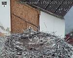 Capi_Dubne_20250817_121003.jpg