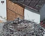 Capi_Dubne_20250817_122003.jpg