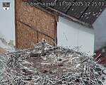 Capi_Dubne_20250817_122503.jpg