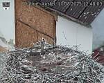 Capi_Dubne_20250817_124003.jpg