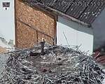 Capi_Dubne_20250817_125503.jpg