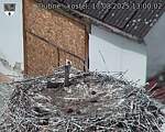 Capi_Dubne_20250817_130002.jpg