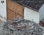 Capi_Dubne_20250817_131003.jpg