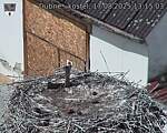 Capi_Dubne_20250817_131503.jpg