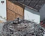 Capi_Dubne_20250817_132003.jpg
