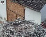 Capi_Dubne_20250817_154503.jpg
