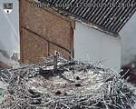 Capi_Dubne_20250817_162004.jpg