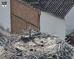 Capi_Dubne_20250817_165003.jpg