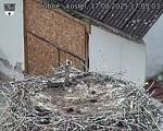 Capi_Dubne_20250817_170503.jpg
