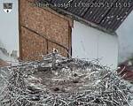 Capi_Dubne_20250817_171503.jpg