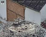 Capi_Dubne_20250817_173003.jpg