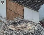 Capi_Dubne_20250817_181003.jpg